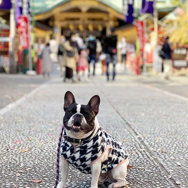 四谷須賀神社の参道でお座りしているフレンチブルドッグ