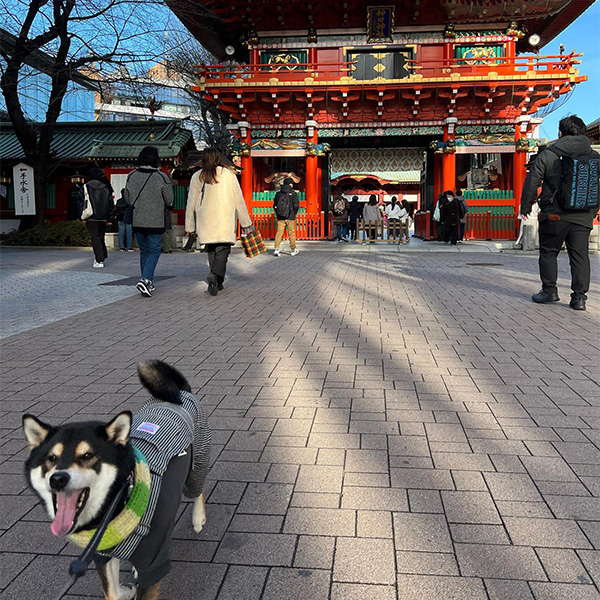 神田明神の参道を歩く柴犬