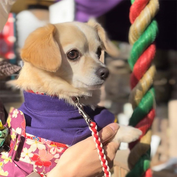 愛犬と初詣できる座間神社