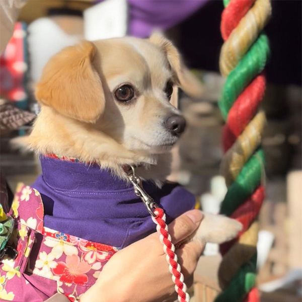 着物を着て座間神社で参拝する愛犬