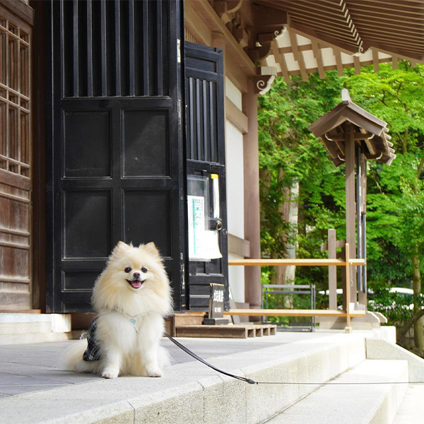 愛犬と初詣できる円覚寺
