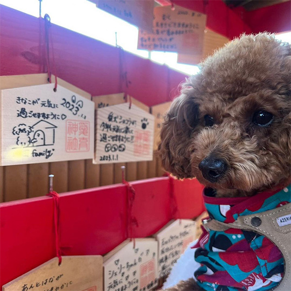 愛育神社で飼い主の書いた絵馬と２ショット