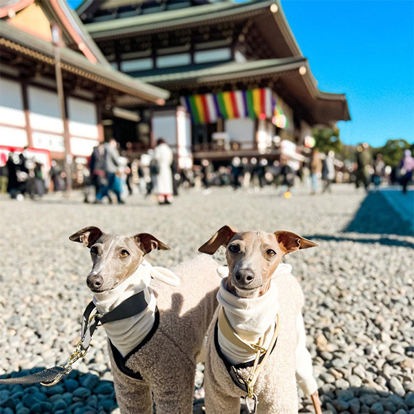成田山新勝寺に参拝に来た愛犬たち