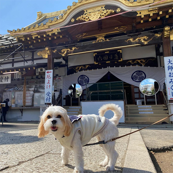 愛犬と初詣できる佐野厄除け大師