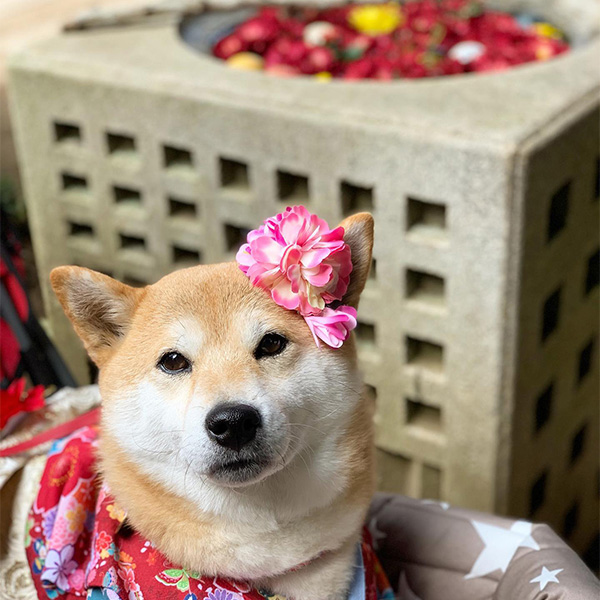 大宝八幡宮の手水舎に浮かぶ花に似た柄の着物を着た柴犬