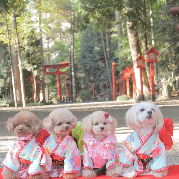 冠稲荷神社で着物を着て一列に並ぶ愛犬たち