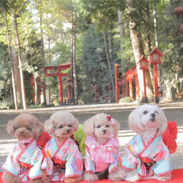 愛犬と初詣できる冠稲荷神社