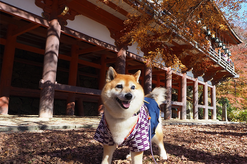 参拝している柴犬(イメージ)