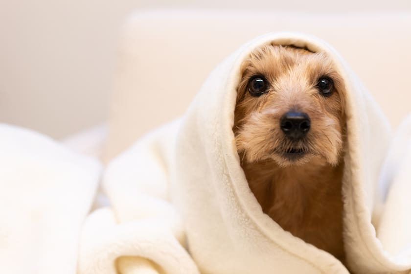 【犬の寒さ対策】室内での快適な過ごし方