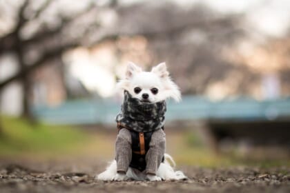 愛犬が冬を快適に過ごせるための6つの方法