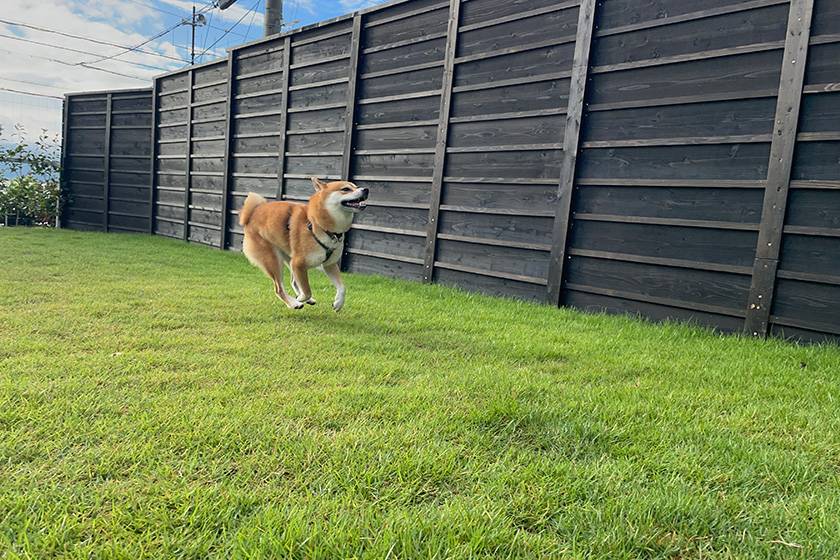 プライベートドッグランでとっても楽しそうな愛犬