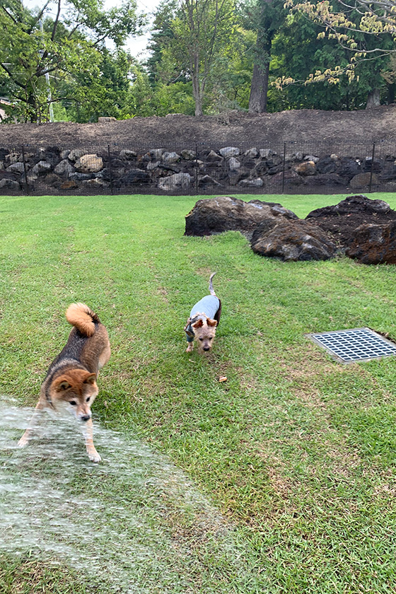 広いドッグランで遊ぶらんぐり