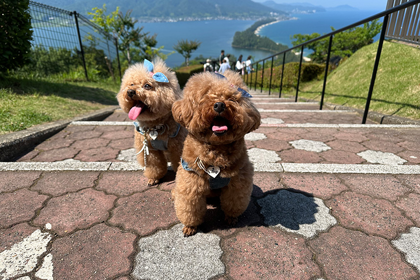 天橋立の階段で少しバテ気味のメリルル