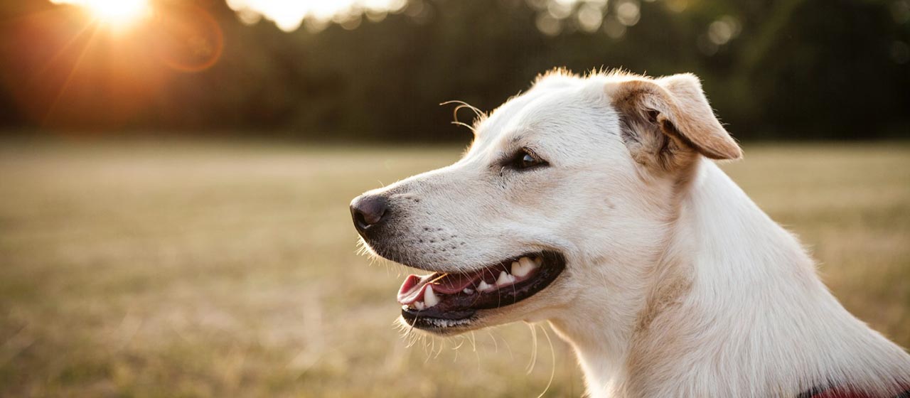 愛犬との絆が深まるリゾート旅