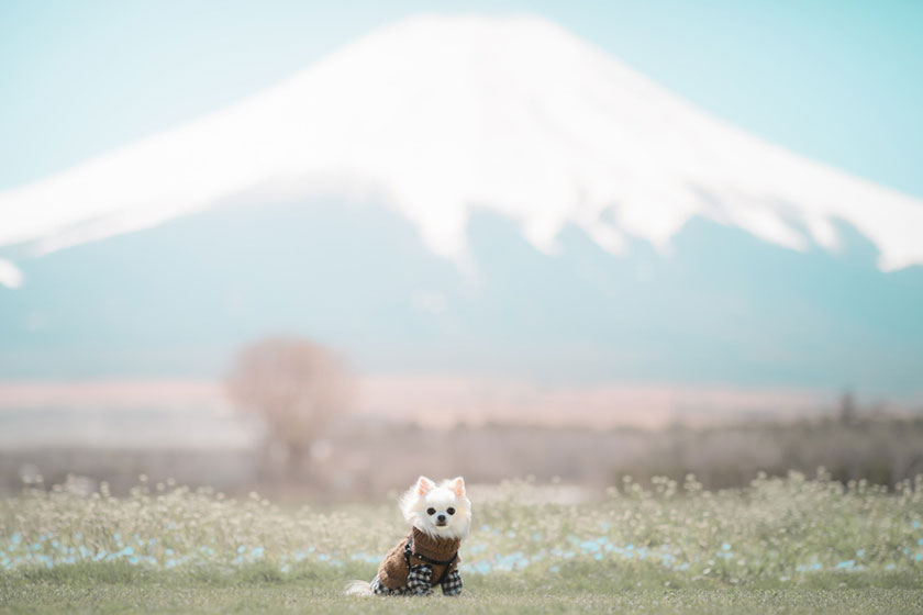 富士山と白いチワワ