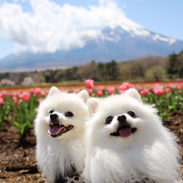 笑顔の白いポメラニアンと花と富士山