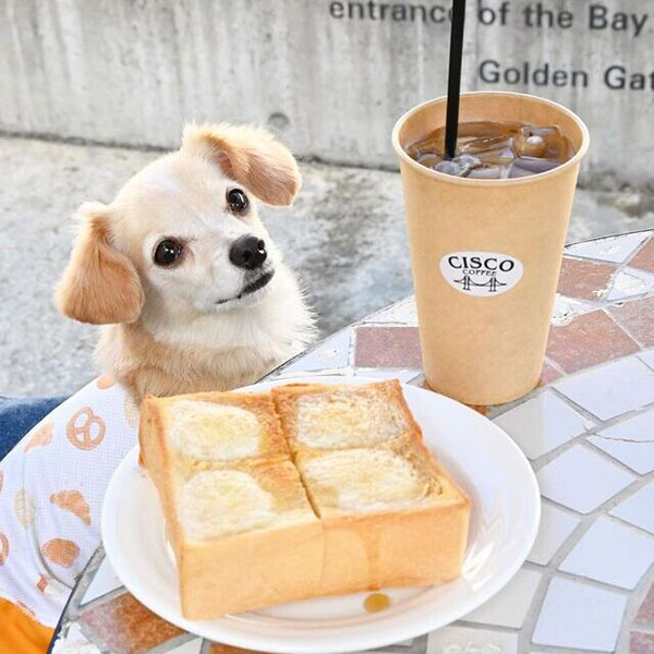 かわいい小型犬とパンとコーヒー
