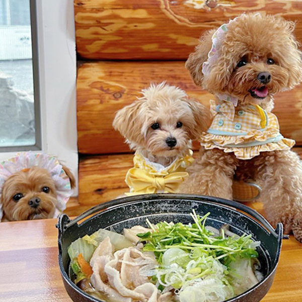 愛犬にも同じメニューを『海鮮ほうとう専門店 ほうとう研究所 河口湖本店』