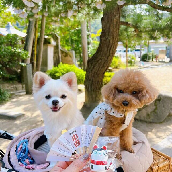 愛犬と境内お散歩OK『智恩寺』