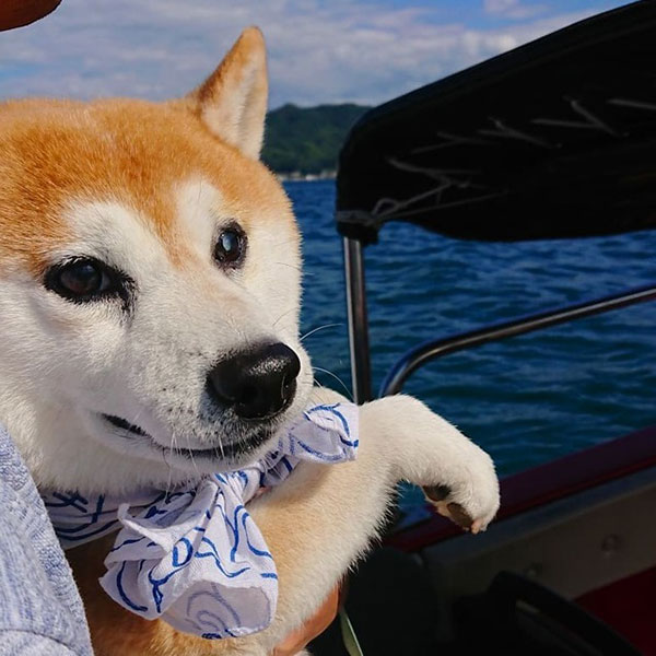 ボートに乗る柴犬