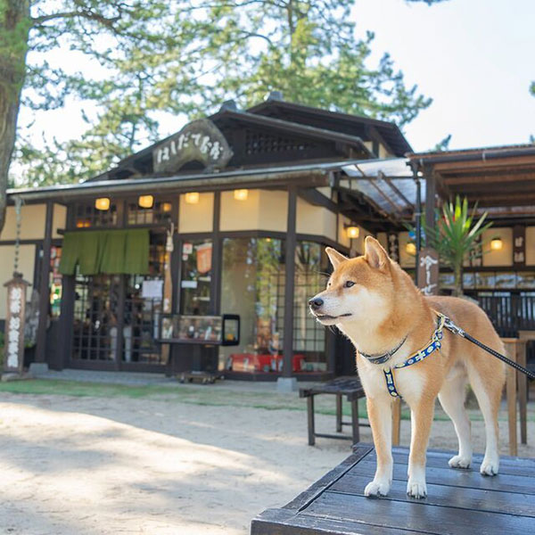 ベンチで休憩タイムを『はしだて茶屋』