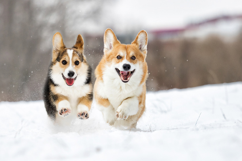 雪遊びを楽しむコーギー2匹