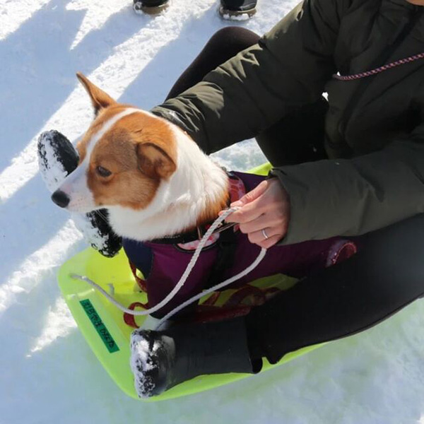 蔵王わん！ワン！ランドで飼い主とそりに乗る愛犬