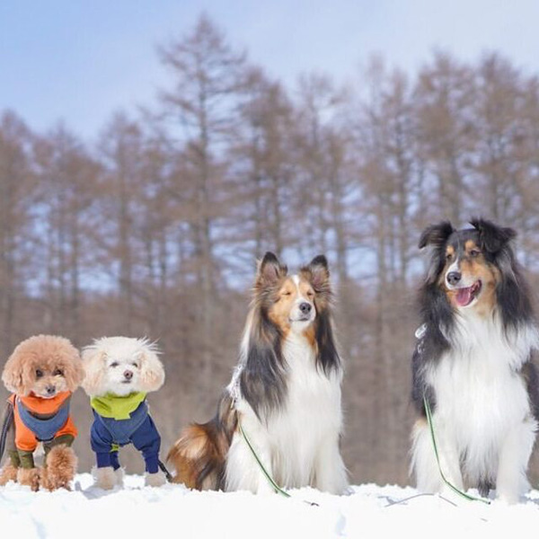 黒姫高原スノーパークで犬友旅行