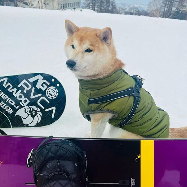 野沢温泉スキー場で柴犬と一緒にスノボの準備