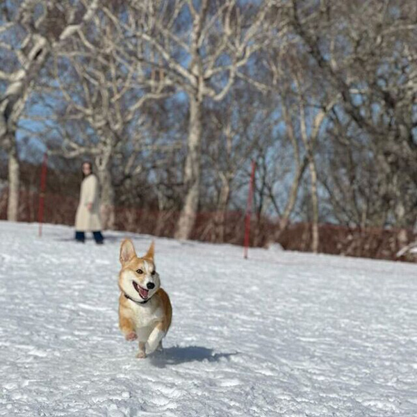 那須マウントジーンズの雪上で元気に走るコーギー