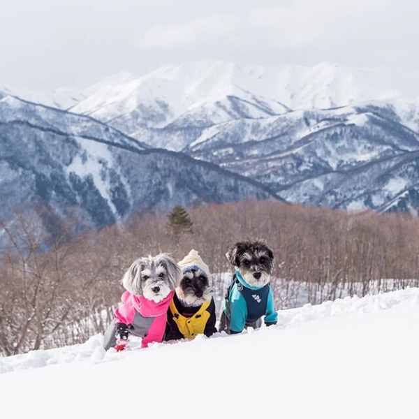 ネイチャーガイド ファンテイルで山々を背景に写真に写る3匹