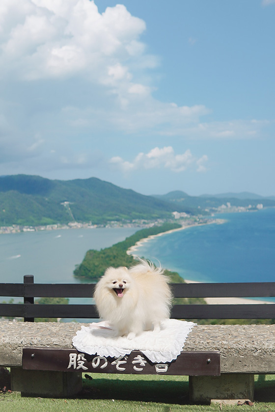 天橋立の股のぞき台の上で記念撮影