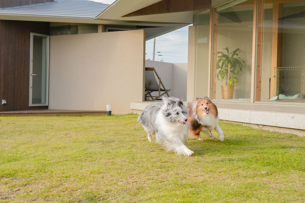 愛犬との絆が深まるリゾート旅