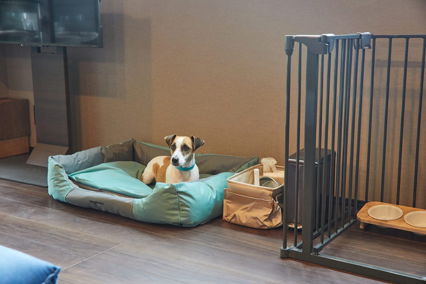 犬の宿泊料金無料・大型犬宿泊OK