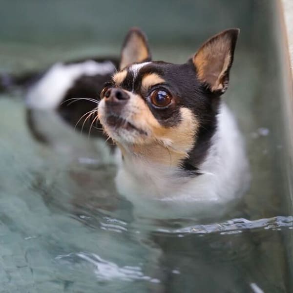3棟が犬同伴OK！ペットフレンドリーなサービスを提供