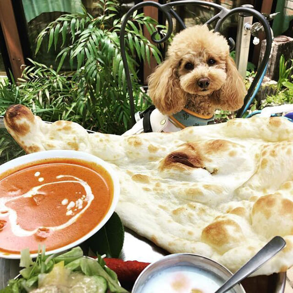 本格的なインドカレーを味わえる『AZURE MOON（アズール・ムーン）』
