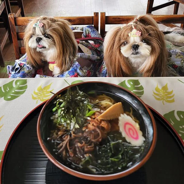 ワンちゃん・猫ちゃん大歓迎！『湖尻茶屋』