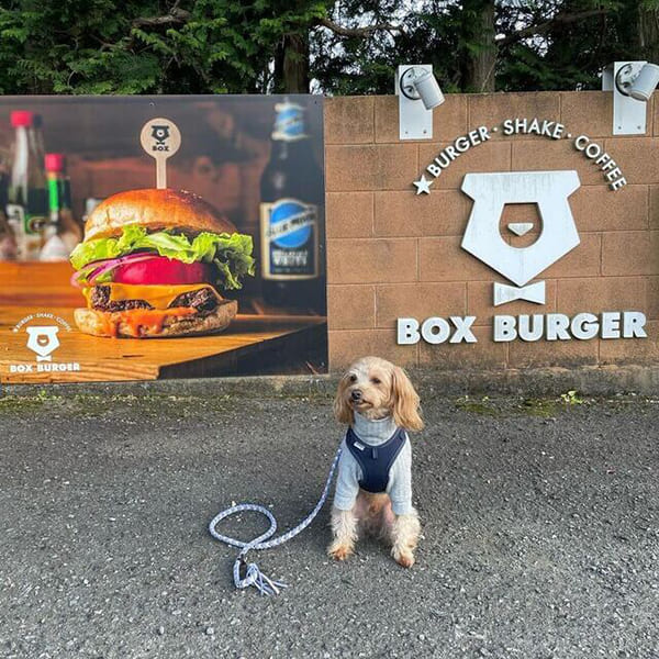幻の牛・かながわブランド相州牛使用の贅沢なハンバーガー『BOX BURGER』