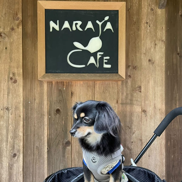 足湯・ギャラリー・お土産屋併設のカフェ『NARAYA CAFE』