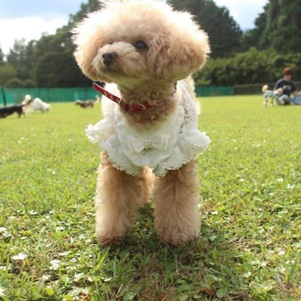 富士の裾野に広がる天然芝のドッグラン『Dog Field合衆国』