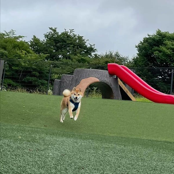 富士の裾野に広がる天然芝のドッグラン『Dog Field合衆国』