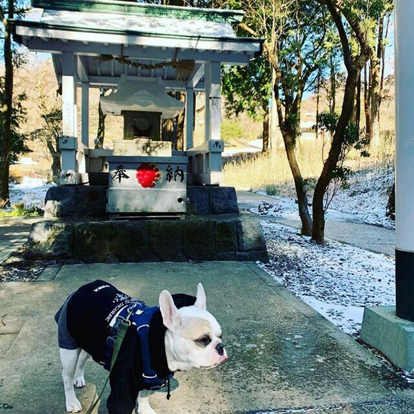 白龍神社の白の鳥居と愛犬