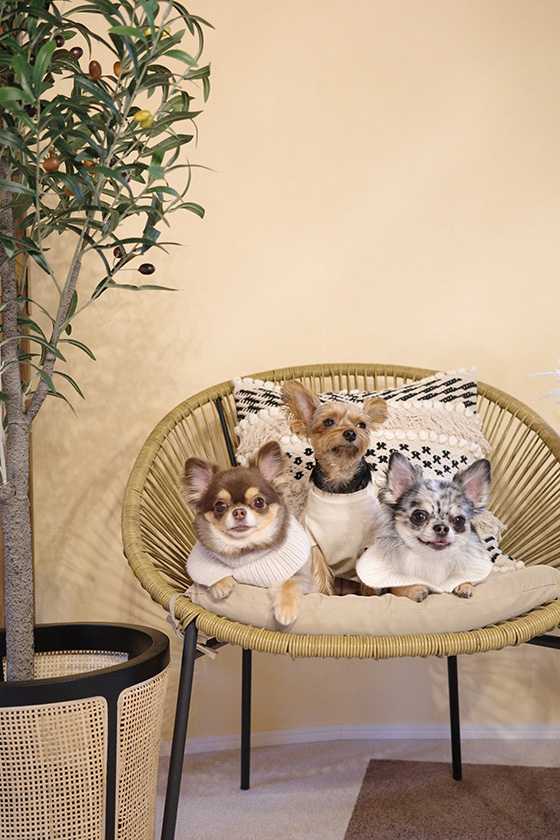 お部屋の椅子に座るぴのと犬友