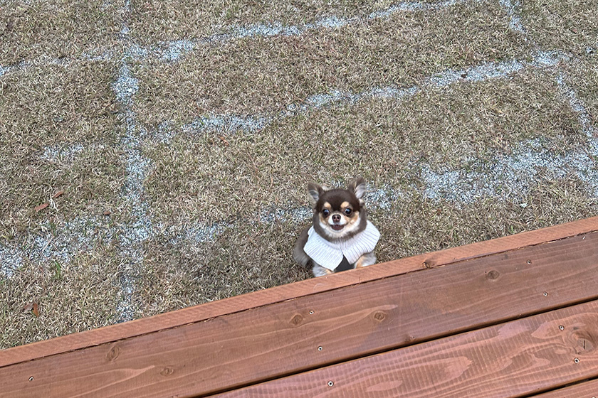 小型犬にはちょっと高いウッドデッキ