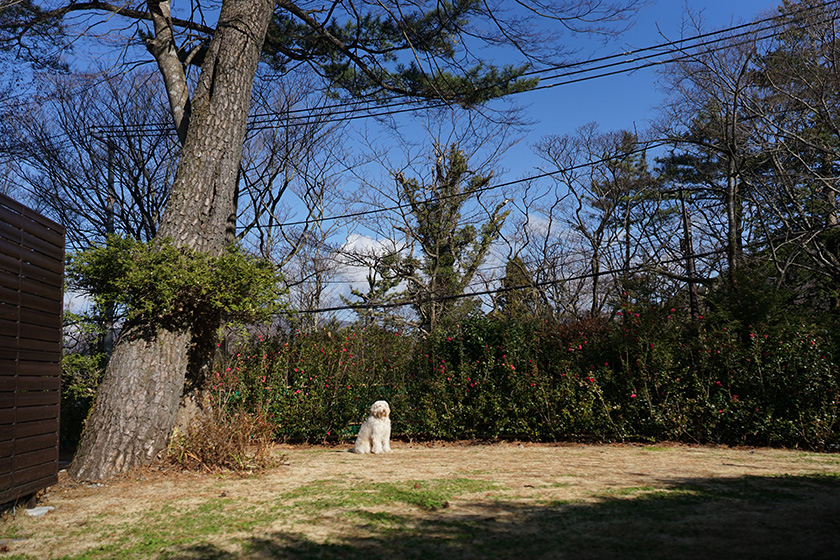 大型犬のハリーでも十分遊べる広さのドッグラン