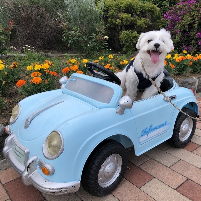 愛犬と箱根ドライブを楽しむときのポイント