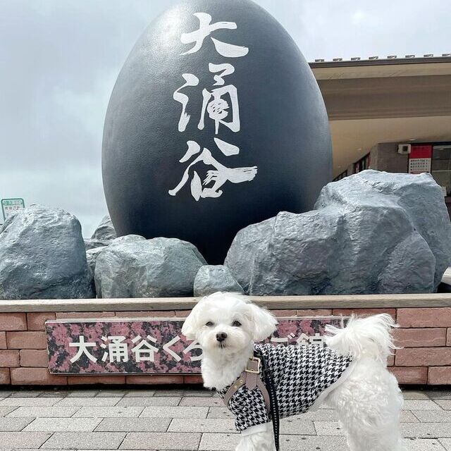 大涌谷とマルチーズ