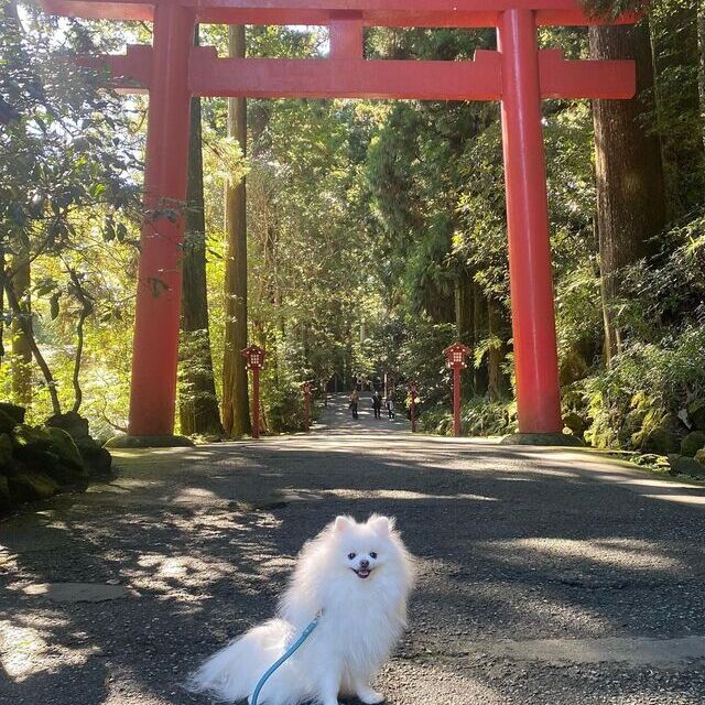箱根神社と白いポメラニアン