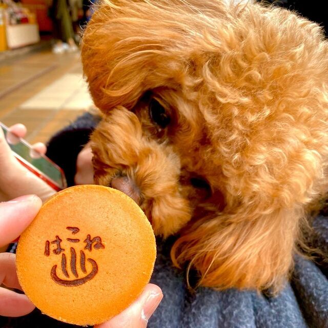 「箱根湯本駅前商店街」愛犬を連れて食べ歩きグルメ