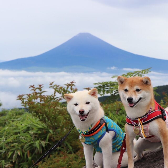 2頭の柴犬